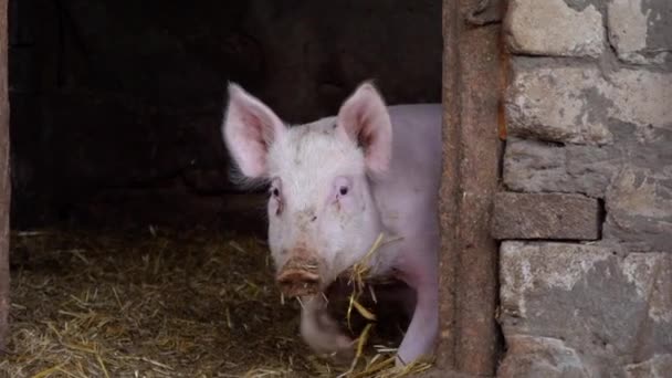 Deux petits cochons blancs émergent d'une porcherie, porcelets — Video