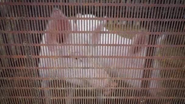 Two small white piglets in a pigsty, piglets behind a metal lattice — Stock Video