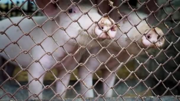 Två små vita smågrisar i en svinstia, smågrisar bakom ett metallnät, grisfarm — Stockvideo