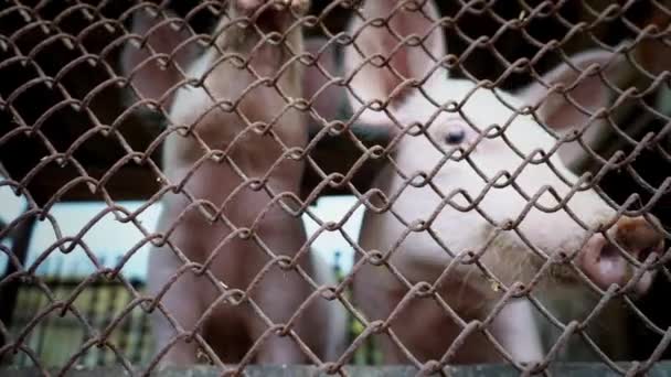 Dos pequeños lechones blancos en una pocilga, lechones detrás de una malla metálica, granja de cerdos — Vídeos de Stock