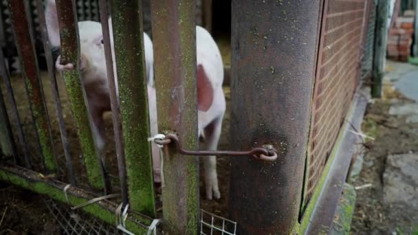 Dois pequenos leitões brancos em uma pocilga, leitões atrás de uma cerca de hastes de metal, porco enfiar o nariz entre as hastes de ferro, os animais são fechados em um gancho de ferro dentro da caneta — Vídeo de Stock