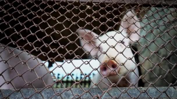 Dois pequenos leitões brancos em uma pocilga, leitões atrás de uma malha metálica, fazenda de porco — Vídeo de Stock