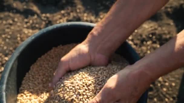 Зерно в руках фермера, чоловічі руки збирають пшеницю з відра і виливають з рук в руки — стокове відео