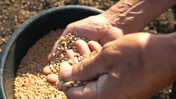 The grain is in the hands of the farmer, mens hands are picking wheat from a bucket and pouring from hand to hand — Stock Video