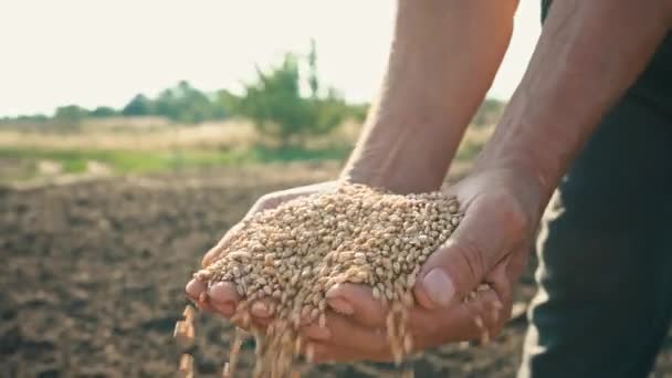 O grão está nas mãos do lavrador, o trigo é derramado pelos dedos do homem no campo — Vídeo de Stock