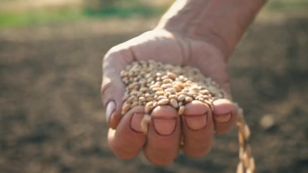 Зерно в руці фермера на фоні землі, пшеницю наливають крізь пальці людини на полі — стокове відео