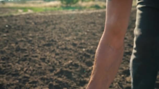 Grain in the hand of a farmer on the background of the earth, wheat is poured through the fingers of a man in the field — Stock Video