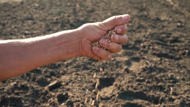 A mans hand trekt een graan dat op de grond valt. Graan in de hand van een boer op de achtergrond van de aarde — Stockvideo