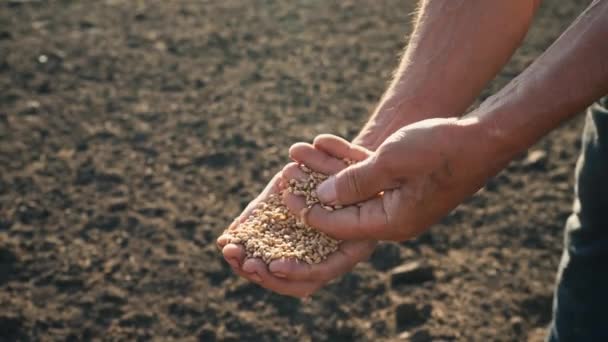 Das Korn liegt in den fleißigen Händen, der Bauer beurteilt die Qualität des Getreides, der Mann untersucht und analysiert den Weizen in seiner Handfläche — Stockvideo