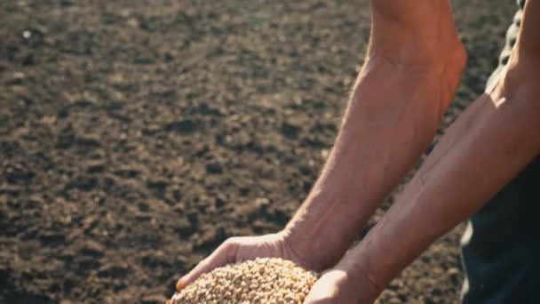 Grão na mão de um fazendeiro no fundo da terra, trigo é derramado através dos dedos de um homem no campo — Vídeo de Stock