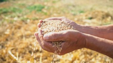 Tahıl çiftçi elinde, buğday alanında adam parmaklarının arasından dökülür