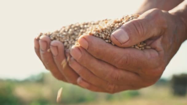 El grano en la mano de un agricultor sobre el fondo del campo, el trigo se vierte a través de los dedos de un hombre — Vídeos de Stock