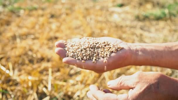 O grão está nas mãos trabalhadoras, o agricultor avalia a qualidade do grão, o homem examina e analisa o trigo em sua palma — Vídeo de Stock