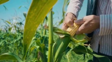 Mısır tarlasında çiftçi mısırı yırtıyor. Hasır şapkalı yaşlı bir adam mısır tarlasında yürüyor ve gelecekteki ekinleri kontrol ediyor.