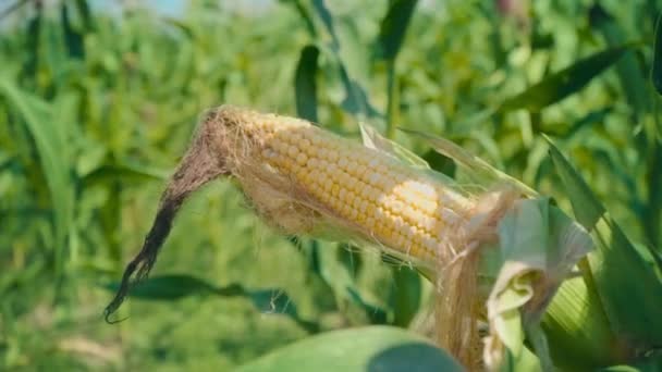 Corn on a green stalk in a corn field. The yellow corn cob has not yet been ripped off the stalk — Stock Video