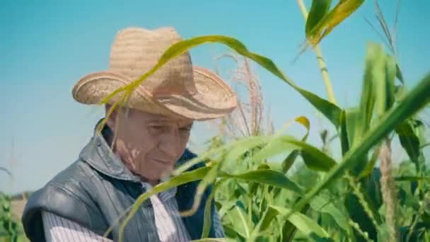 Фермер на кукурузном поле рвет кукурузу. Пожилой человек в соломенной шляпе ходит по кукурузному полю и проверяет будущий урожай — стоковое видео