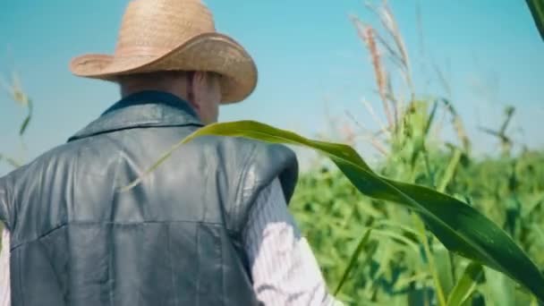トウモロコシ畑の農家の涙トウモロコシ。麦藁帽子の老人がトウモロコシ畑を歩いて未来の作物をチェックする — ストック動画