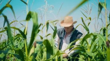 Mısır tarlasında çiftçi mısırı yırtıyor. Hasır şapkalı yaşlı bir adam mısır tarlasında yürüyor ve gelecekteki ekinleri kontrol ediyor.