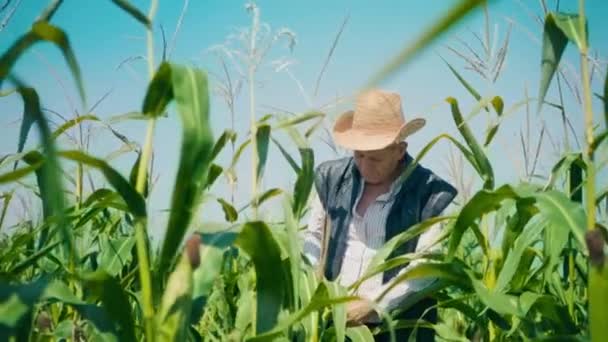トウモロコシ畑の農家の涙トウモロコシ。麦藁帽子の老人がトウモロコシ畑を歩いて未来の作物をチェックする — ストック動画