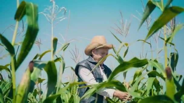Фермер на полі кукурудзи розриває кукурудзу. Літня людина в солом'яному капелюсі ходить на кукурудзяному полі і перевіряє майбутнє врожаю — стокове відео