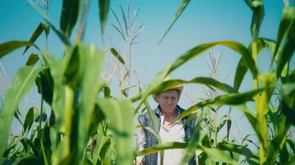 L'agricoltore nel campo di mais lacera il mais. Un uomo anziano con un cappello di paglia cammina su un campo di grano e controlla il raccolto futuro — Video Stock