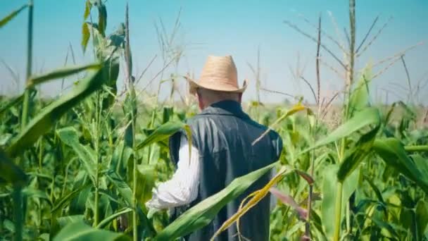 Farmer na polu kukurydzy łzy kukurydzy. Starszy mężczyzna w słomkowym kapeluszu chodzi po polu kukurydzy i sprawdza przyszłe zbiory. — Wideo stockowe