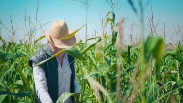 Agricultor no campo de milho rasga milho. Um homem idoso com um chapéu de palha caminha em um milheiral e verifica a colheita futura — Vídeo de Stock