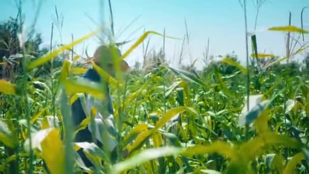 Landwirt im Maisfeld reißt Mais. Ein älterer Mann mit Strohhut geht durch ein Maisfeld und kontrolliert die künftige Ernte — Stockvideo