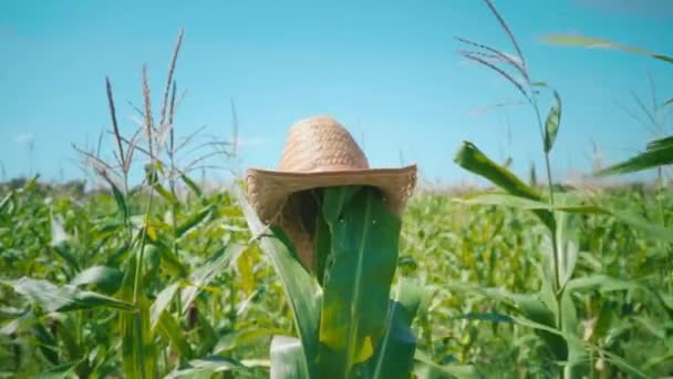 Een strooien hoed wordt gelegd op een maïs stengel in een cornfield, een vogelverschrikker in een veld — Stockvideo