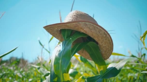 Een strooien hoed wordt gelegd op een maïs stengel in een cornfield, een vogelverschrikker in een veld — Stockvideo