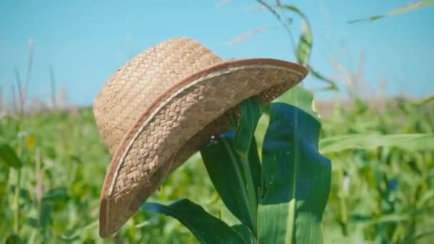 Un sombrero de paja se pone en un tallo de maíz en un maizal, un espantapájaros en un campo — Vídeo de stock