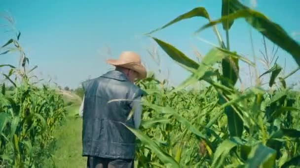 Фермер на кукурузном поле рвет кукурузу. Пожилой человек в соломенной шляпе ходит по кукурузному полю и проверяет будущий урожай — стоковое видео