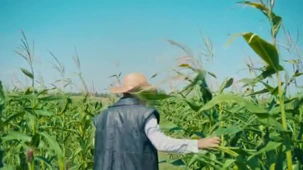 Farmer in corn field tears corn. An elderly man in a straw hat walks a cornfield and checks the future crop — Stock Video