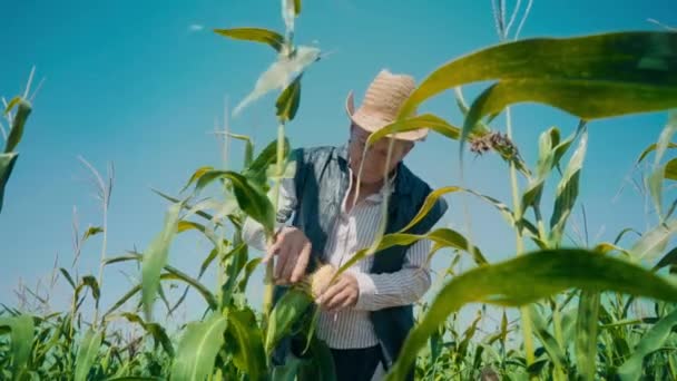 Farmer in corn field tears corn. An elderly man in a straw hat walks a cornfield and checks the future crop — Stock Video