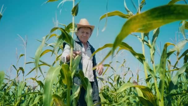 トウモロコシ畑の農家はトウモロコシを涙します 麦わら帽子とベストで老人がトウモロコシ畑を歩くし 将来の作物をチェック — ストック動画