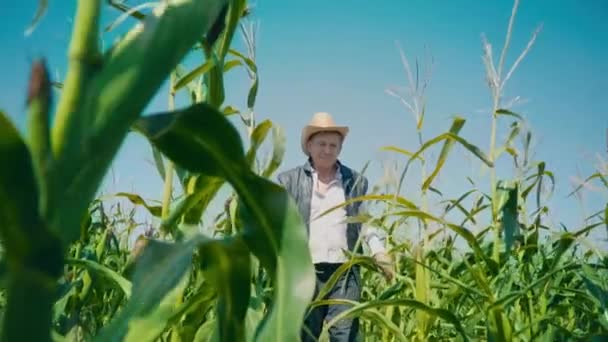 Agricultor no campo de milho rasga milho. Um homem idoso com um chapéu de palha caminha em um milheiral e verifica a colheita futura — Vídeo de Stock