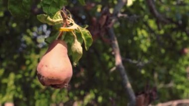 Bütün çürük armut bahçede yeşil bir ağaç üzerinde asılı. Bir armut şımarık meyvesi bir dalda asılı