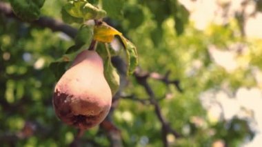 Bütün çürük armut bahçede yeşil bir ağaç üzerinde asılı. Bir armut şımarık meyvesi bir dalda asılı