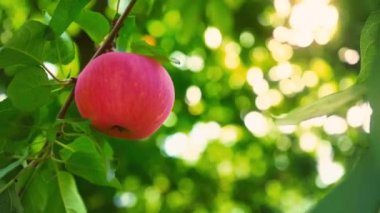 Olgun sulu kırmızı elma yeşil arasında bir ağaç dalına asılı kalıyor, meyve bahçesi