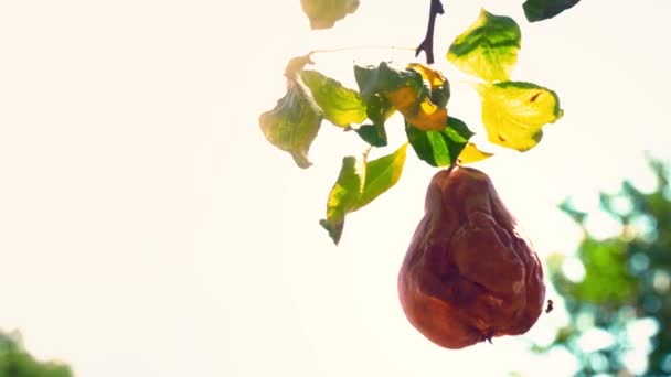 Een hele rotte peer, hangt af van een groene boom in de tuin. De verwende vrucht van een peer hangt aan een tak — Stockvideo