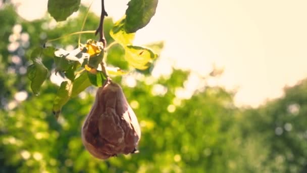 一个腐烂的梨挂在花园里的一棵绿色的树上 梨被宠坏的果实挂在树枝上 — 图库视频影像
