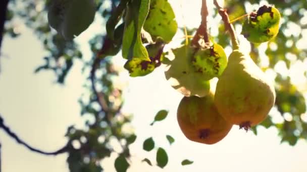 Een paar van rijpe peren opknoping op een boomtak, peren in zonlicht — Stockvideo