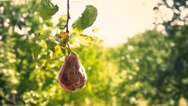 Eine ganze morsche Birne hängt an einem grünen Baum im Garten. die verdorbene Frucht einer Birne hängt an einem Zweig — Stockvideo