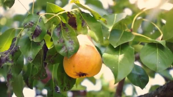 Rijpe sappige geel peer opknoping op een boom onder groene bladeren, boomgaard — Stockvideo