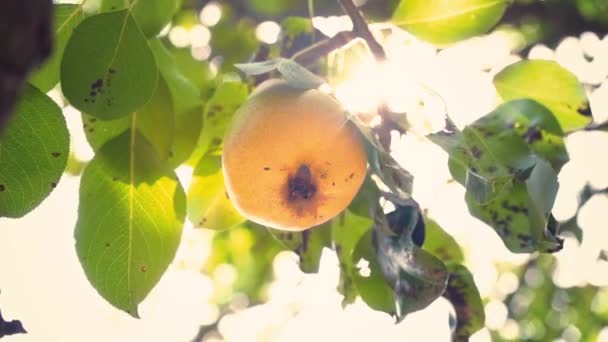 Reife saftige gelbe Birne, die an einem Baum zwischen grünen Blättern hängt, Obstgarten — Stockvideo