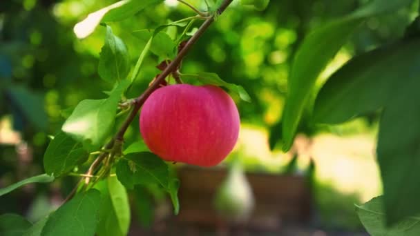 Pomme rouge juteuse mûre suspendue à une branche d'arbre parmi les feuilles vertes, verger — Video
