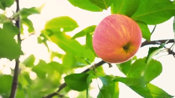 Rijpe sappige rode appel opknoping op een boomtak onder groene bladeren, boomgaard — Stockvideo