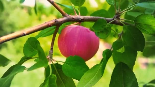 Manzana roja jugosa madura colgando de una rama de árbol entre hojas verdes, huerto — Vídeos de Stock