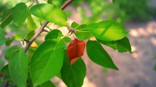Jeden, suchych liści wisi na gałęzi drzewa wśród innych zielonych liści, brązowy liść bezlistne na tle bujnej zieleni o charakterze — Wideo stockowe