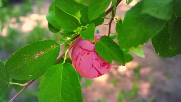Стиглі соковиті червоні яблука, що звисають на гілці дерева серед зеленого листя, сад — стокове відео